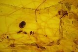 Fossil Fly, Beetle, Mite and Spider Webs in Baltic Amber #145490-1